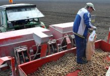 FBiH: U 2025. smanjena proizvodnja kukuruza, soje, krompira i duhana